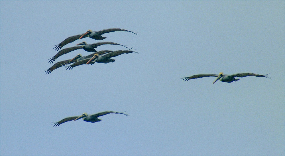 (31) Dscf8867.jpg   (1000x550)   158 Kb                                    Click to display next picture