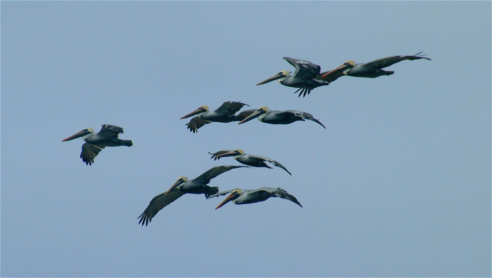 (32) Dscf8868.jpg   (1000x566)   164 Kb                                    Click to display next picture