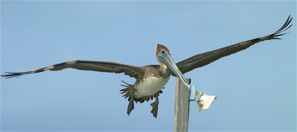 (33) Dscf8953.jpg   (1000x447)   136 Kb                                    Click to display next picture