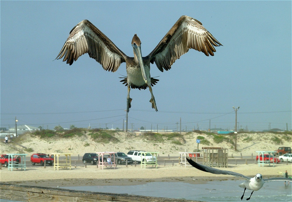 (34) Dscf8954.jpg   (1000x692)   272 Kb                                    Click to display next picture