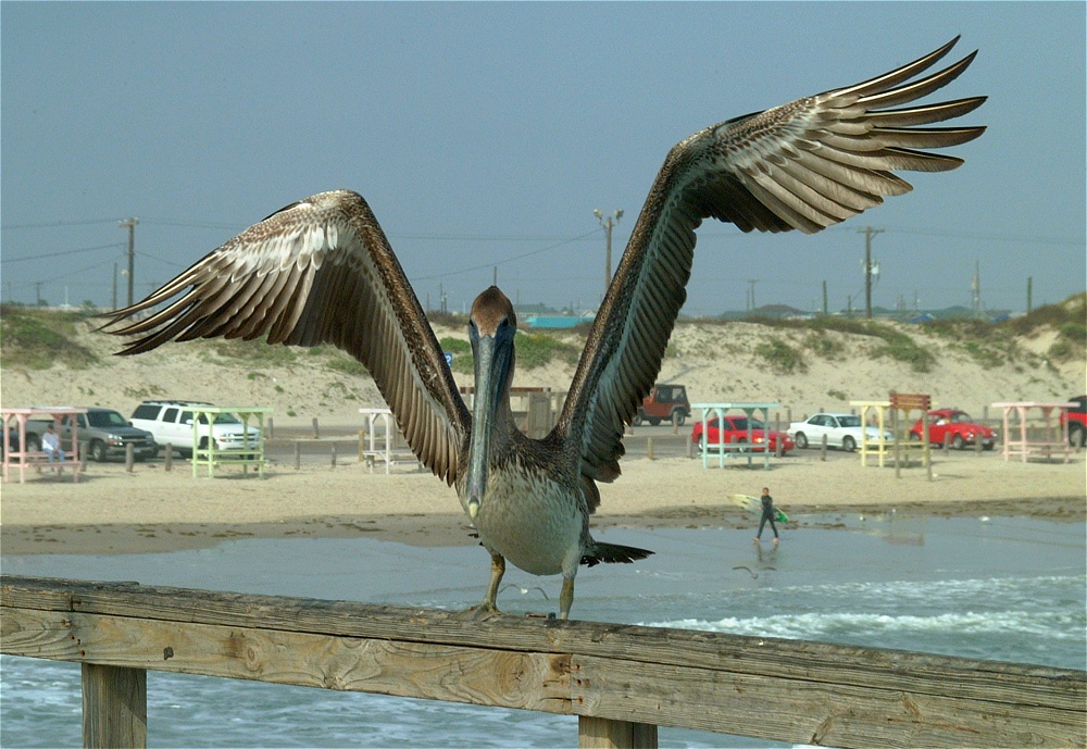 (36) Dscf8956.jpg   (1000x689)   282 Kb                                    Click to display next picture