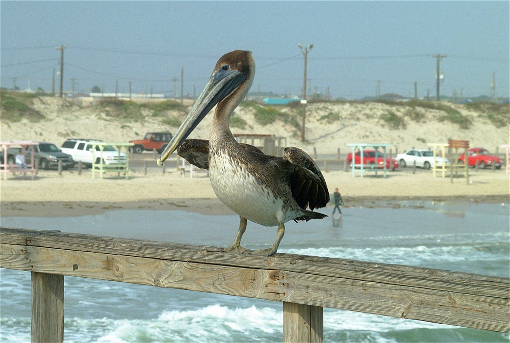 (37) Dscf8957.jpg   (1000x673)   272 Kb                                    Click to display next picture