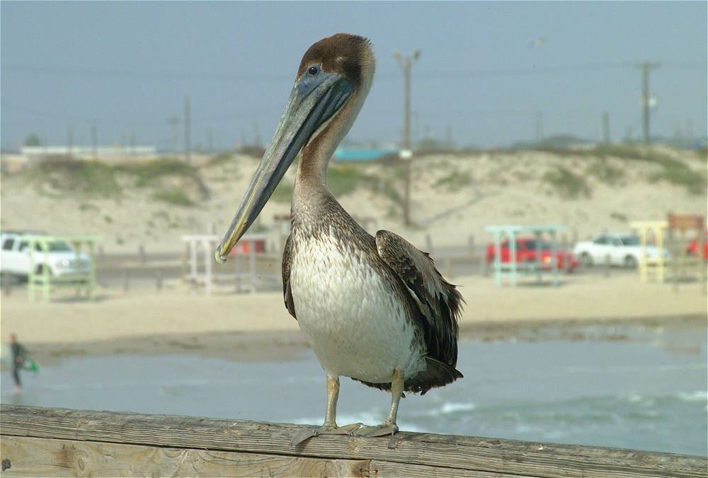 (38) Dscf8959.jpg   (1000x676)   227 Kb                                    Click to display next picture