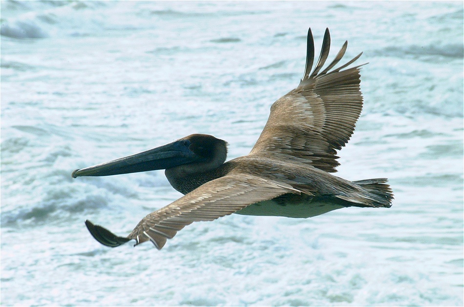 (39) Dscf8964.jpg   (950x629)   203 Kb                                    Click to display next picture