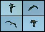 (05) osprey montage.jpg    (1000x720)    204 KB                              click to see enlarged picture