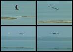 (12) osprey montage.jpg    (1000x720)    215 KB                              click to see enlarged picture