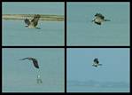 (13) osprey montage.jpg    (1000x720)    209 KB                              click to see enlarged picture