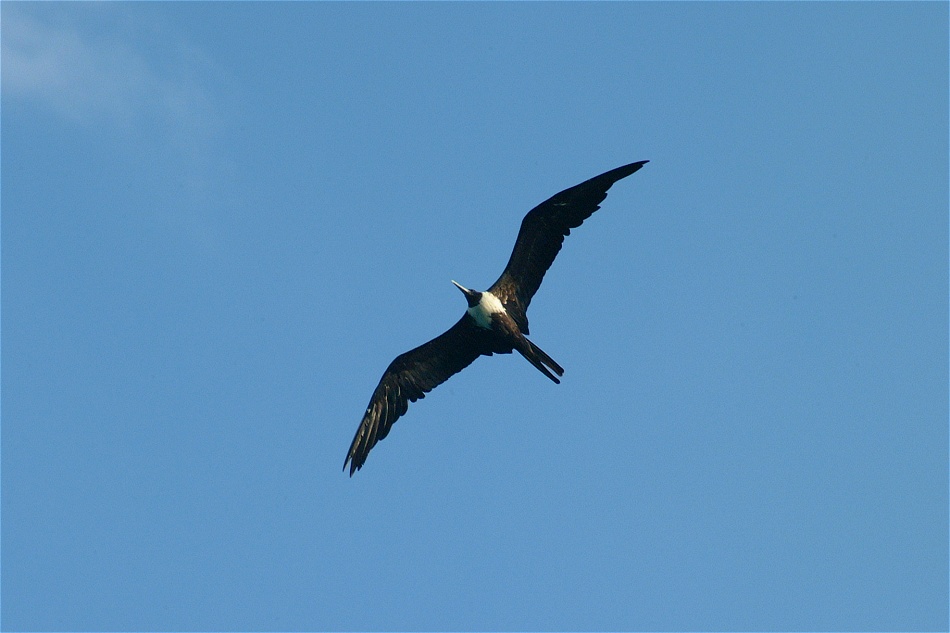 (04) Dscf1257 (magnificent frigatebird).jpg   (950x633)   139 Kb                                    Click to display next picture