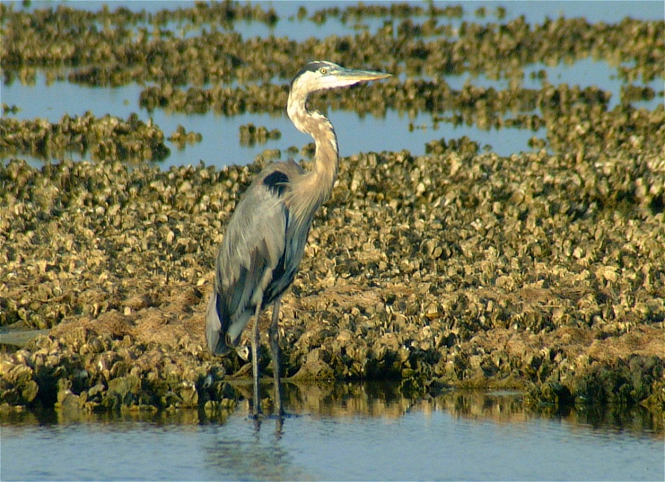(07) Dscf1289 (great blue heron).jpg   (950x688)   315 Kb                                    Click to display next picture