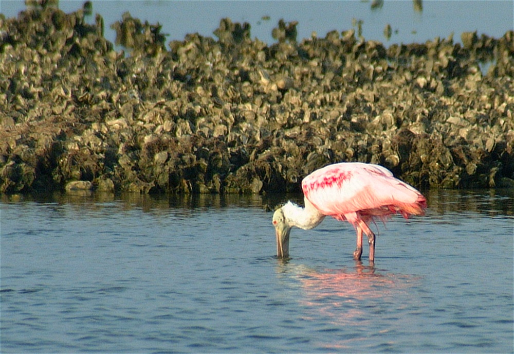 (10) Dscf1273 (rosette spoonbill).jpg   (1000x688)   288 Kb                                    Click to display next picture