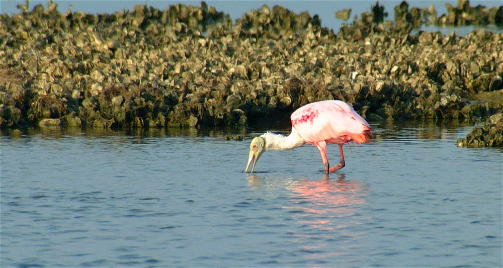 (11) Dscf1274 (rosette spoonbill).jpg   (1000x533)   241 Kb                                    Click to display next picture