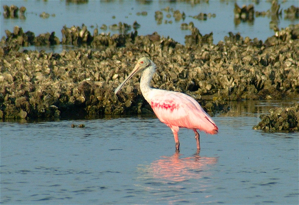 (13) Dscf1276 (rosette spoonbill).jpg   (1000x686)   288 Kb                                    Click to display next picture