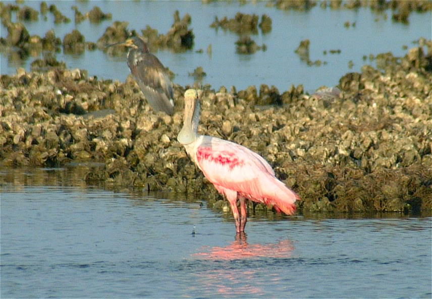 (14) Dscf1277 (rosette spoonbill).jpg   (856x592)   216 Kb                                    Click to display next picture