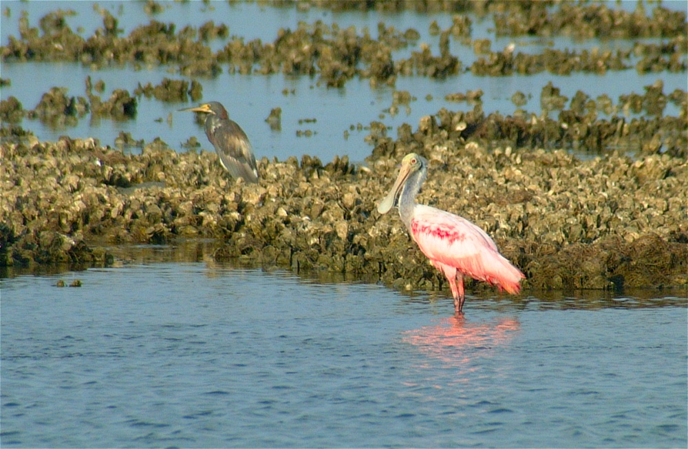 (15) Dscf1278 (rosette spoonbill).jpg   (1000x652)   278 Kb                                    Click to display next picture