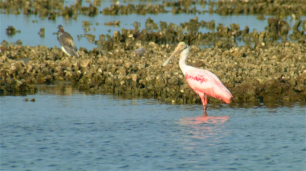 (16) Dscf1279 (rosette spoonbill).jpg   (1000x558)   246 Kb                                    Click to display next picture