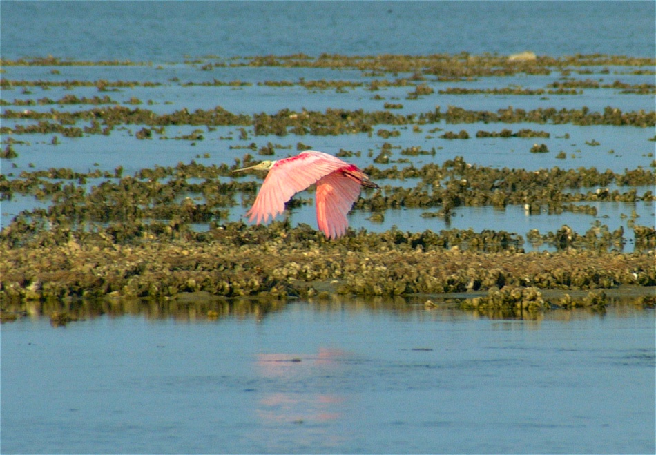 (17) Dscf1283 (rosette spoonbill).jpg   (950x659)   251 Kb                                    Click to display next picture