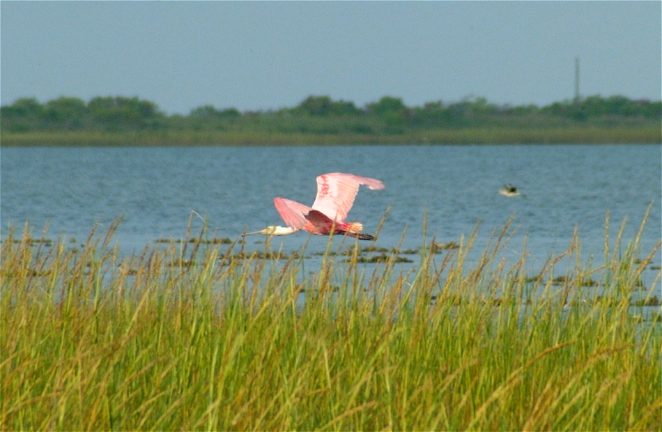 (18) Dscf1284 (rosette spoonbill).jpg   (950x620)   198 Kb                                    Click to display next picture