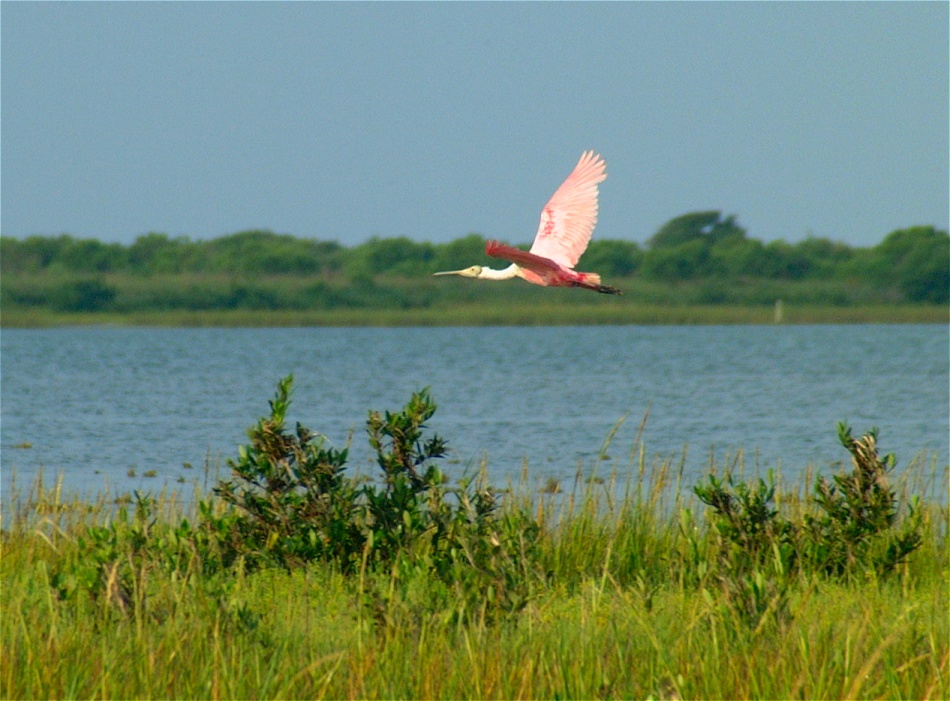 (19) Dscf1285 (rosette spoonbill).jpg   (950x701)   225 Kb                                    Click to display next picture