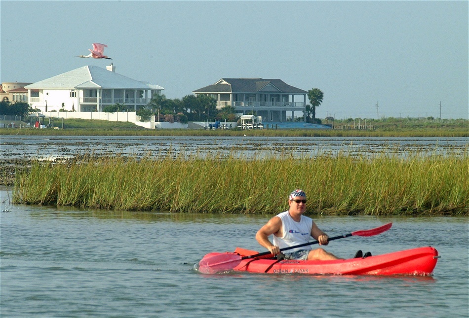 (20) Dscf1286 (rosette spoonbill & kayaker).jpg   (950x645)   269 Kb                                    Click to display next picture