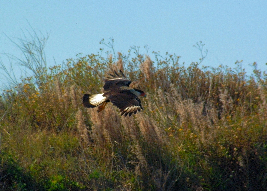 crested caracara-01.jpg   (890x636)   434 Kb                                    Click to display next picture