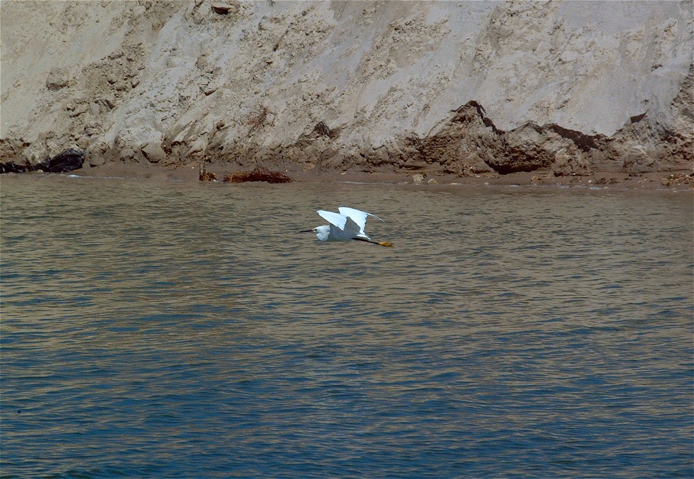 egret-01.jpg   (996x688)   245 Kb                                    Click to display next picture