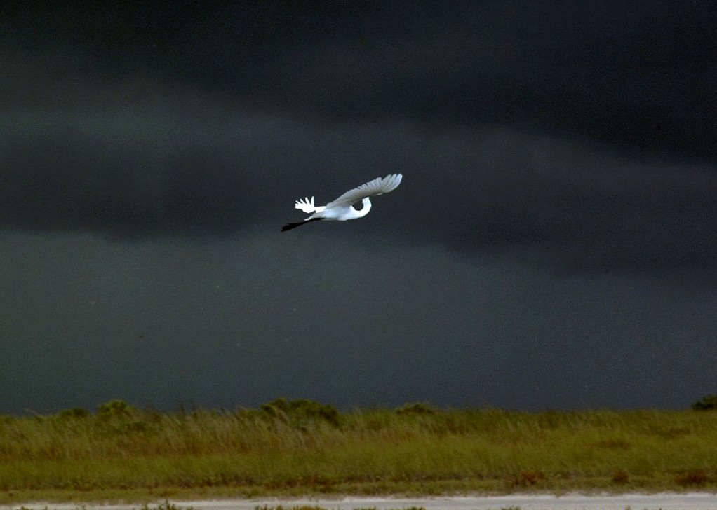 egret-02.jpg   (1022x728)   118 Kb                                    Click to display next picture