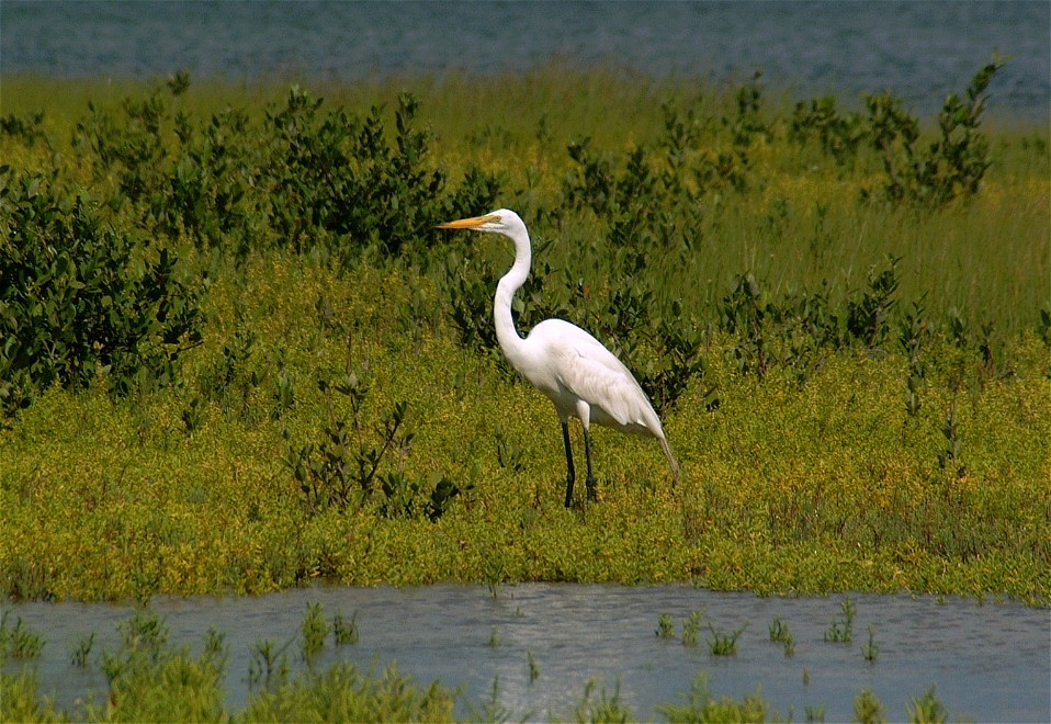 egret-06.jpg   (958x660)   233 Kb                                    Click to display next picture