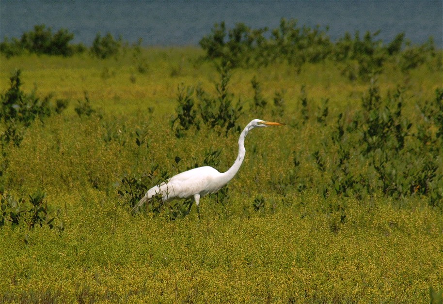egret-07.jpg   (914x628)   208 Kb                                    Click to display next picture
