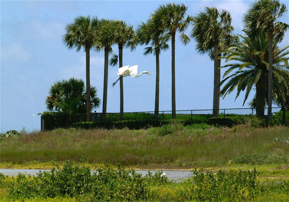egret-11.jpg   (962x672)   248 Kb                                    Click to display next picture