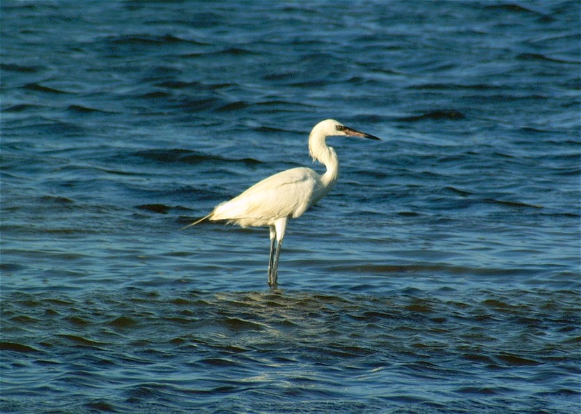 egret-16.jpg   (834x594)   151 Kb                                    Click to display next picture