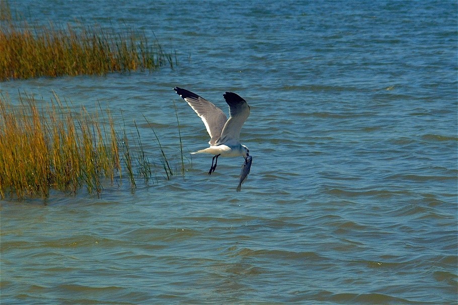 gull-01.jpg   (910x606)   175 Kb                                    Click to display next picture
