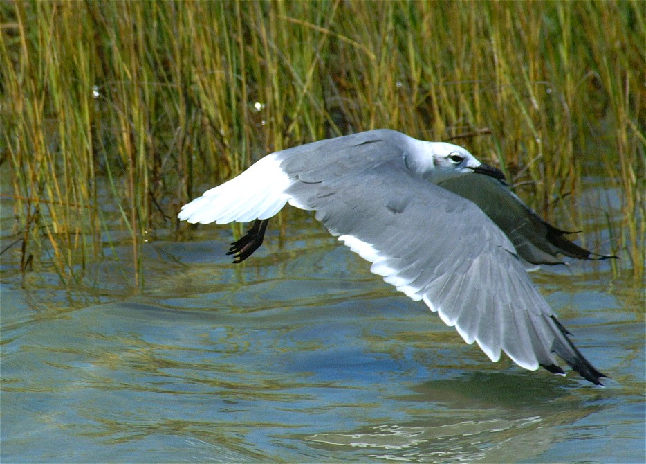gull-02.jpg   (934x670)   184 Kb                                    Click to display next picture