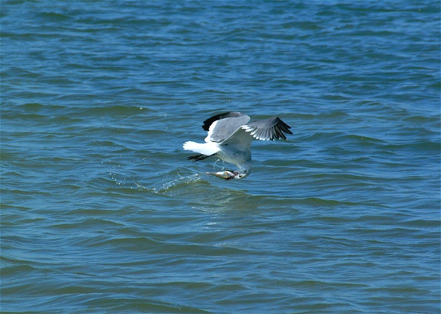 gull-03.jpg   (894x636)   167 Kb                                    Click to display next picture