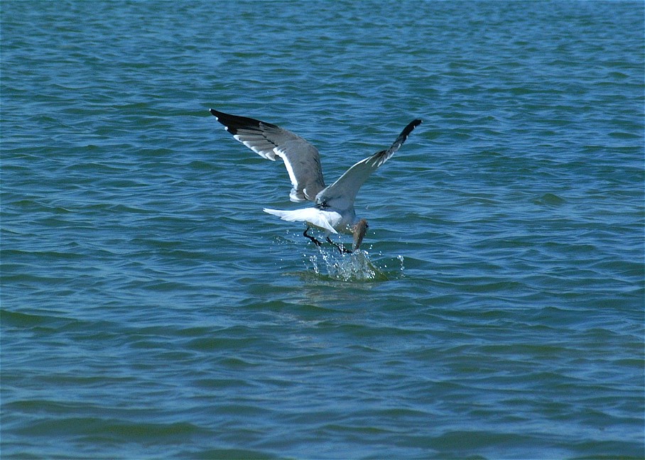 gull-04.jpg   (908x648)   176 Kb                                    Click to display next picture
