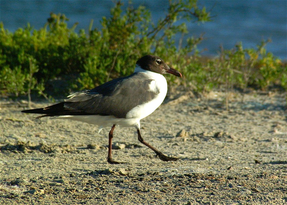 gull-05.jpg   (966x688)   264 Kb                                    Click to display next picture
