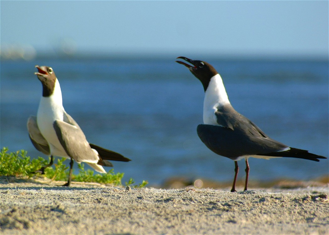 gull-06.jpg   (1049x748)   150 Kb                                    Click to display next picture