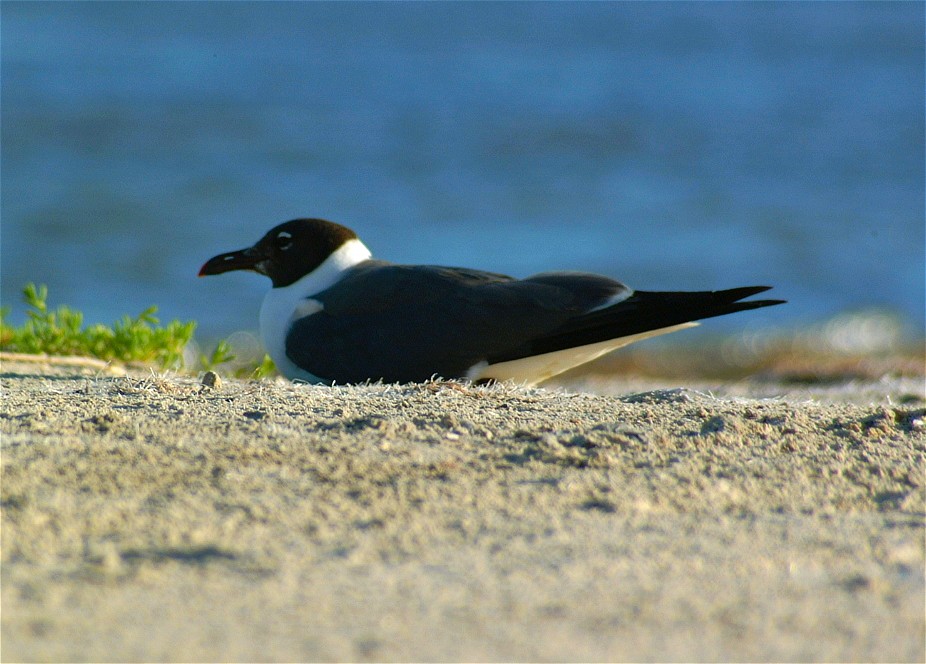 gull-07.jpg   (926x664)   146 Kb                                    Click to display next picture
