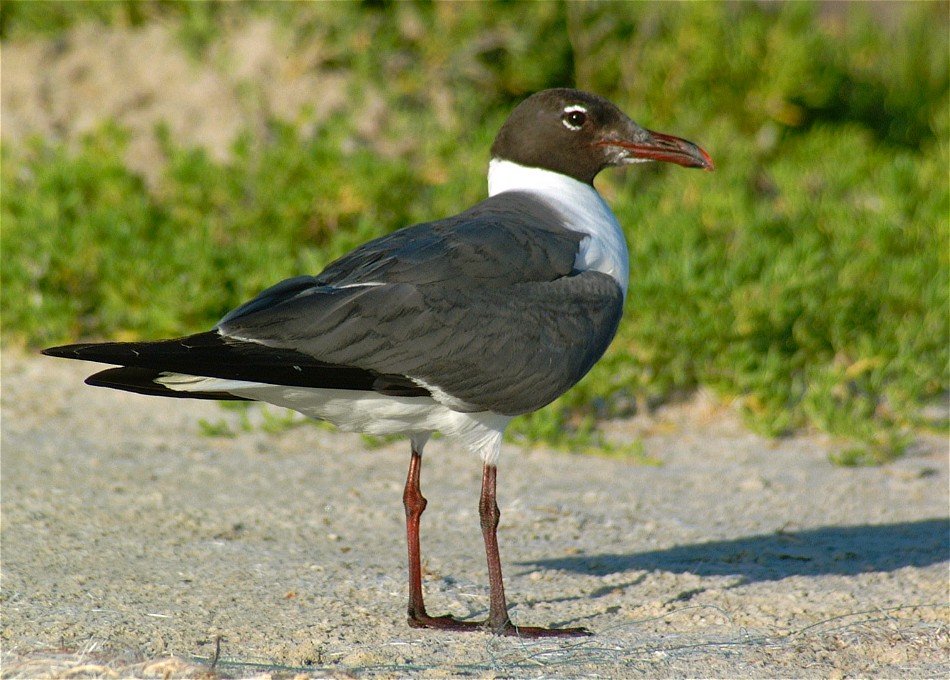 gull-08.jpg   (950x680)   173 Kb                                    Click to display next picture