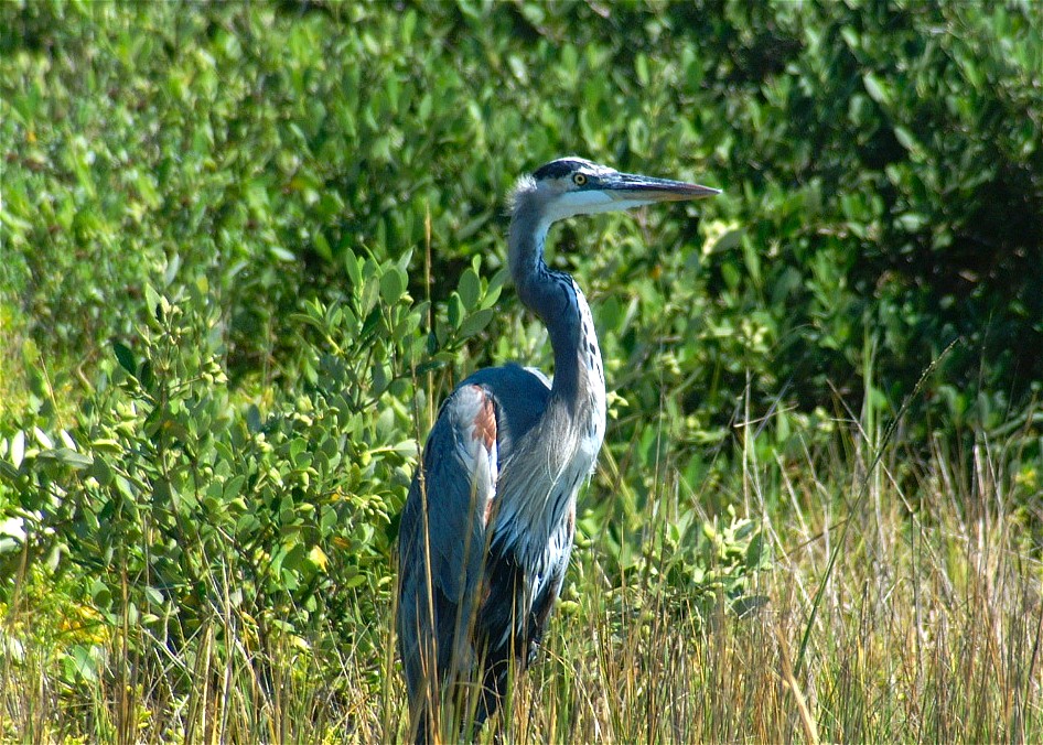 heron-01.jpg   (946x676)   283 Kb                                    Click to display next picture