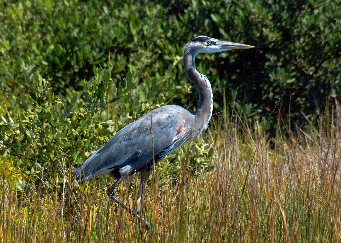 heron-02.jpg   (1164x830)   400 Kb                                    Click to display next picture