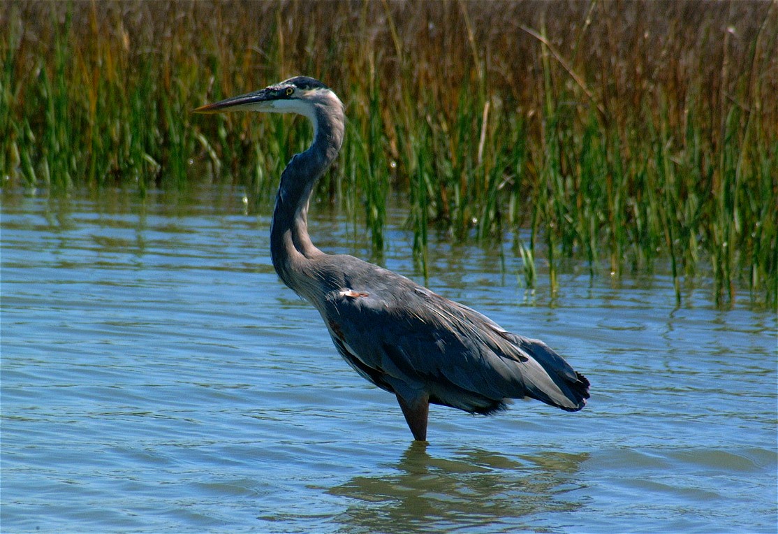 heron-03.jpg   (1114x764)   268 Kb                                    Click to display next picture