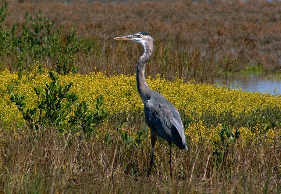 heron-04.jpg   (922x636)   249 Kb                                    Click to display next picture