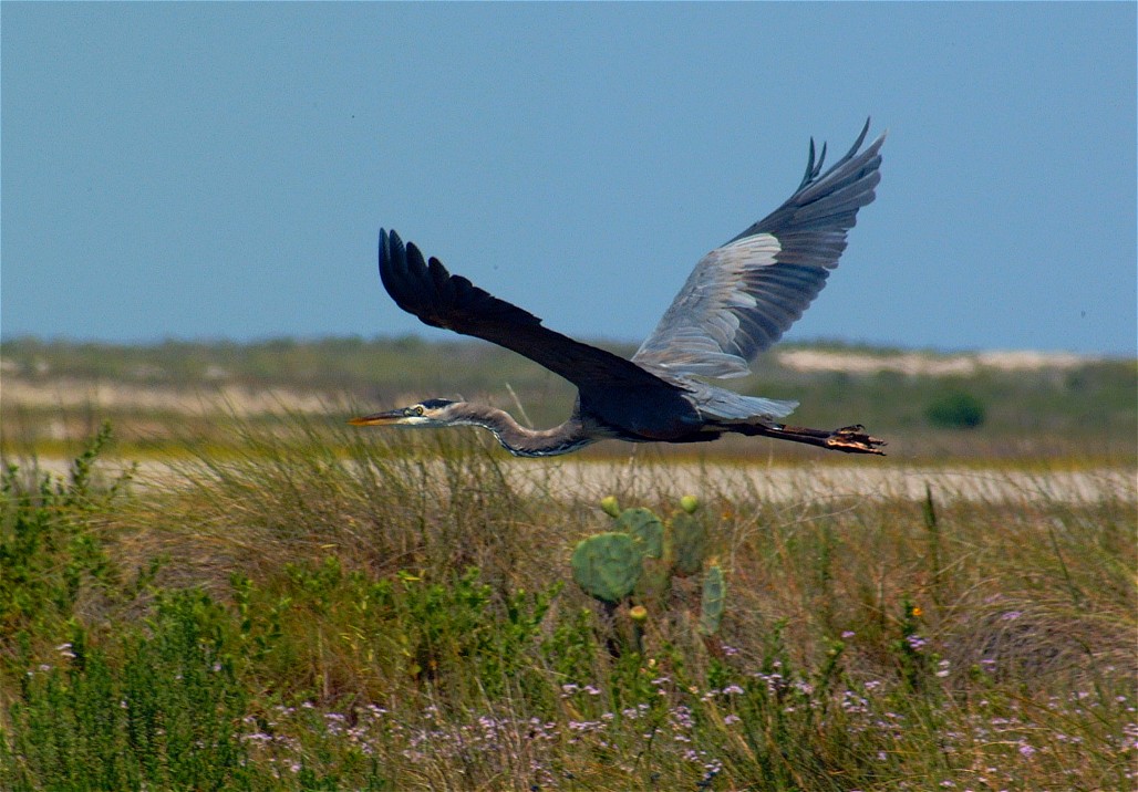 heron-05.jpg   (1028x716)   193 Kb                                    Click to display next picture