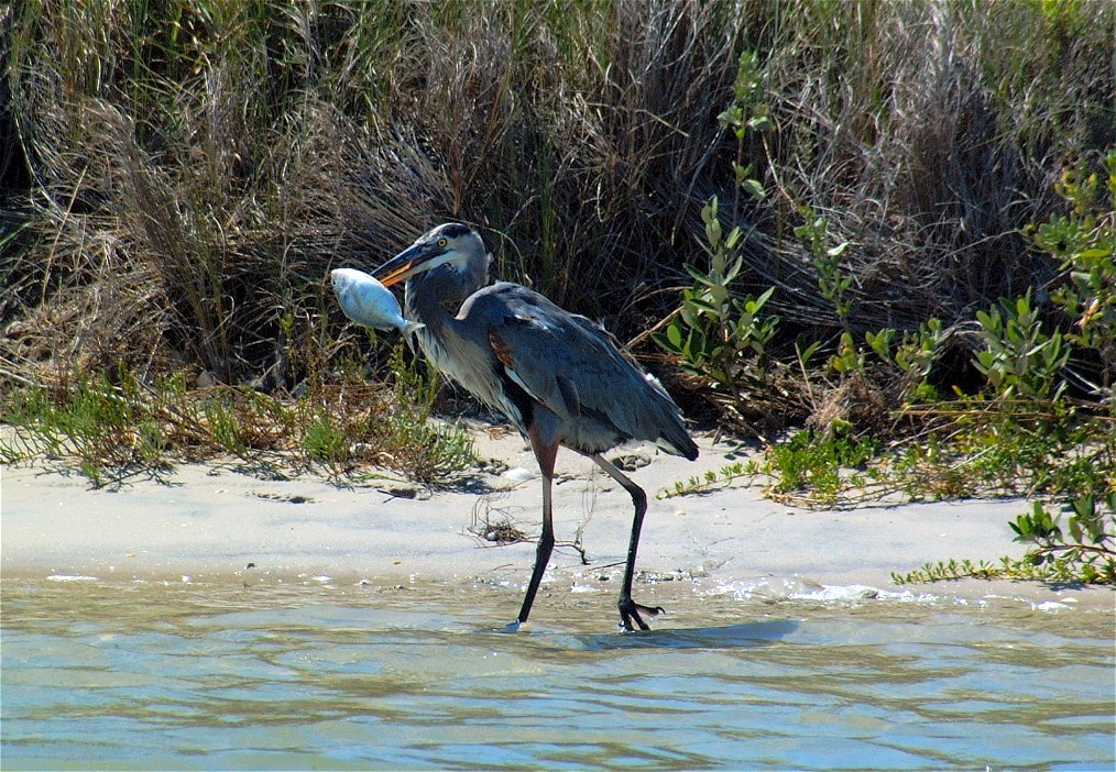 heron-07.jpg   (1014x702)   320 Kb                                    Click to display next picture