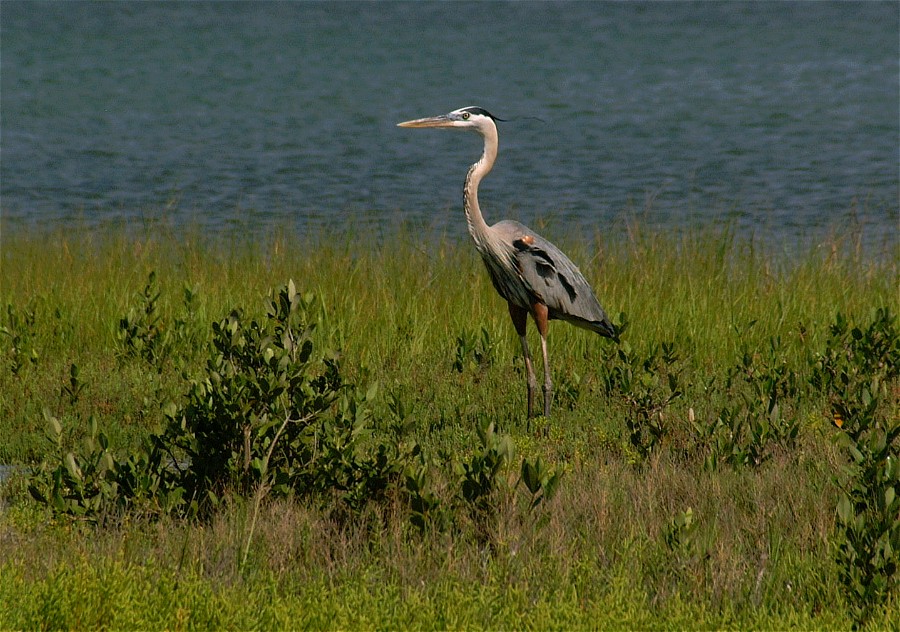 heron-08.jpg   (900x632)   198 Kb                                    Click to display next picture