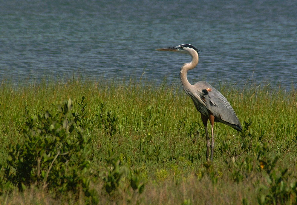 heron-09.jpg   (994x688)   218 Kb                                    Click to display next picture