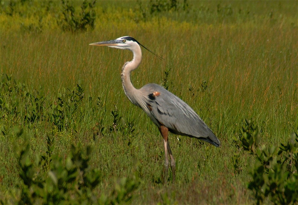 heron-10.jpg   (982x676)   213 Kb                                    Click to display next picture
