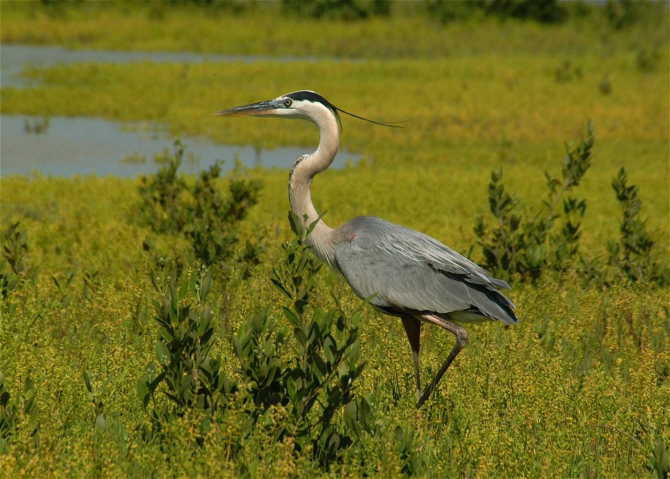 heron-12.jpg   (974x696)   238 Kb                                    Click to display next picture