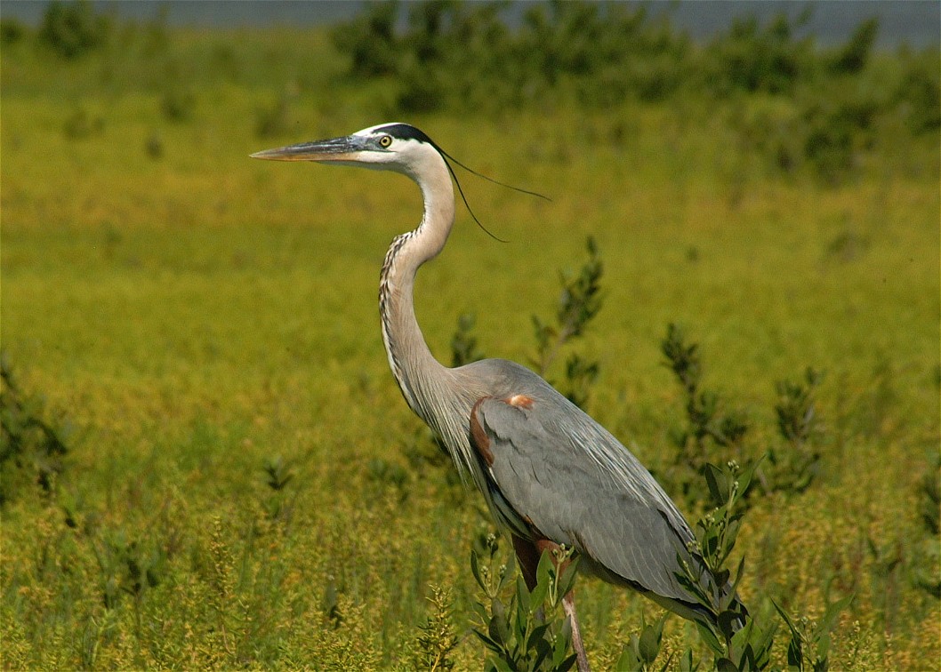 heron-13.jpg   (1058x756)   214 Kb                                    Click to display next picture