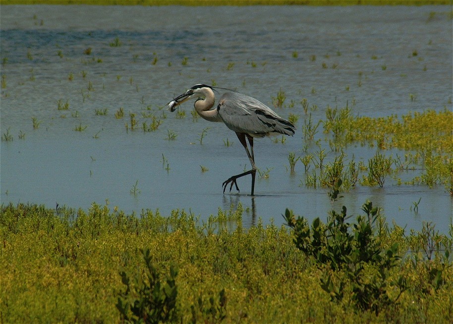 heron-14.jpg   (914x654)   182 Kb                                    Click to display next picture